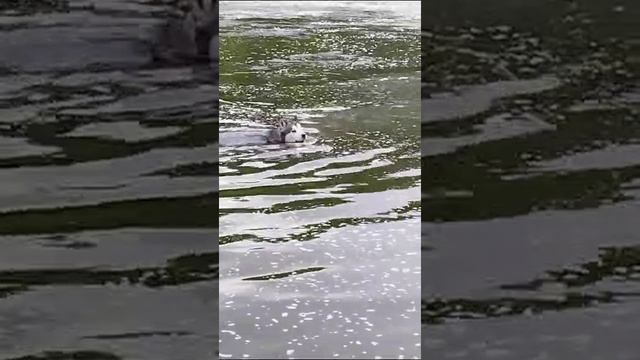 МаламутБалто. Каменск-Уральский.mp4
