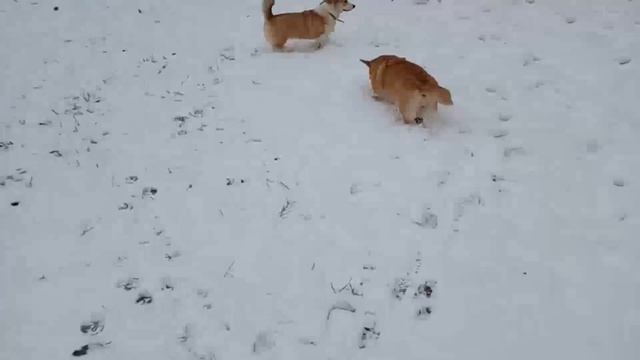 2703 Прогулка с Корги и Шелти .