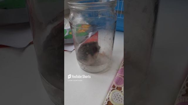 ЧИСТОТА ЗАЛОГ ЗДОРОВЬЯ!!!ДЖУНГАРИК ТОЛИК!!!Shorts