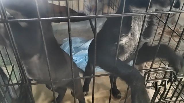 Щенки, выброшенные с мамой "добрыми нормальными людьми"