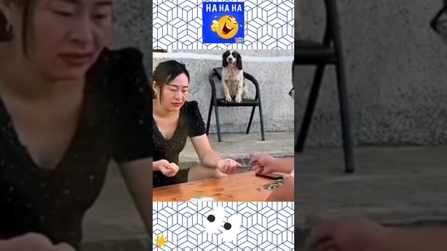 Умная собака 🐶Явно в сговоре 🤣 с хозяином 💰Юмор 😆