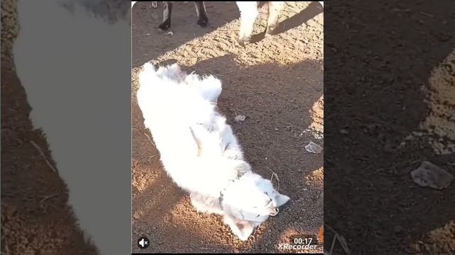 1000011689.mp4