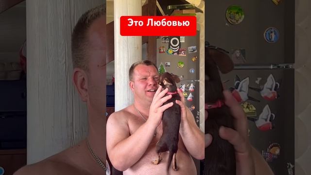 Это Любовь снял платье! #собака #чихуахуа #собакаулыбака #животные #прикол #топ #собаки #love