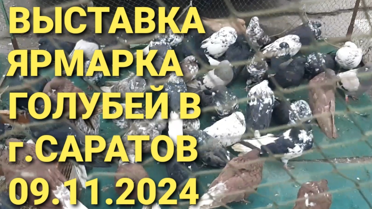 Выставка-ярмарка голубей в г.Саратов 09.11.24.