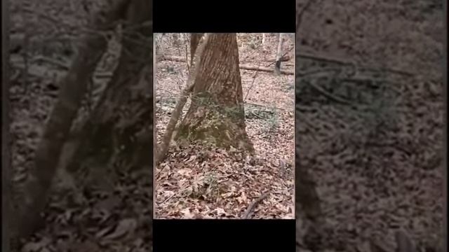 Собака подружится с кем угодно 😄
