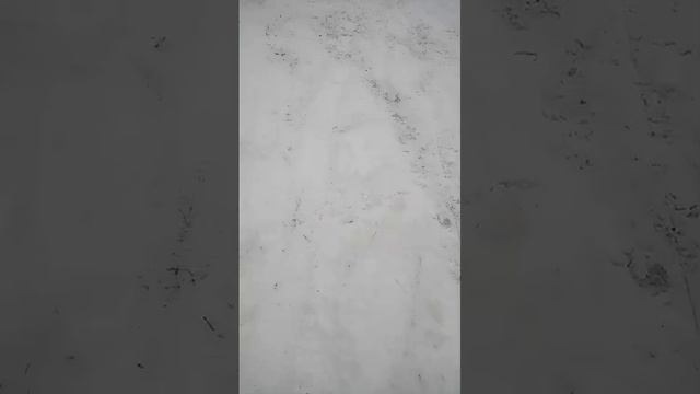 Лыжную трассу испортил ездун - снегоходчик (2)