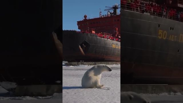 Полярники с помощью дрона засняли на видео гостя, несколько километров сопровождавшего их судно