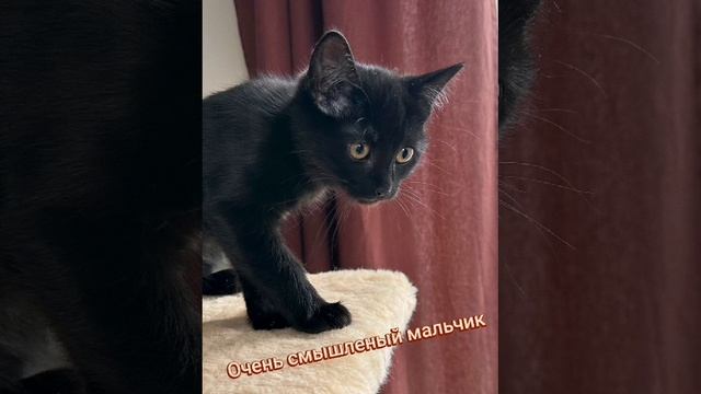 Котики
