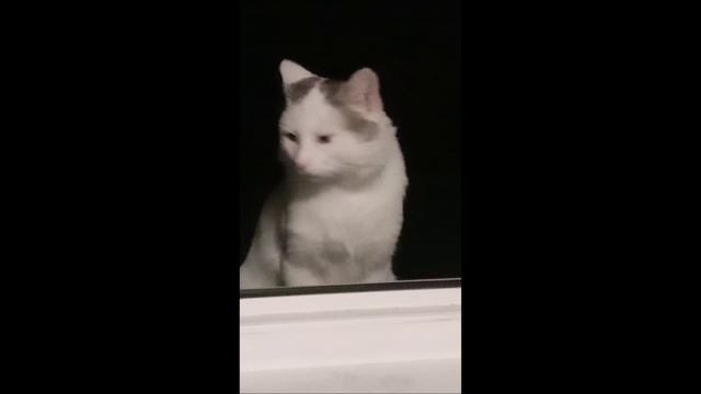 #Кот #Ночь #Степан