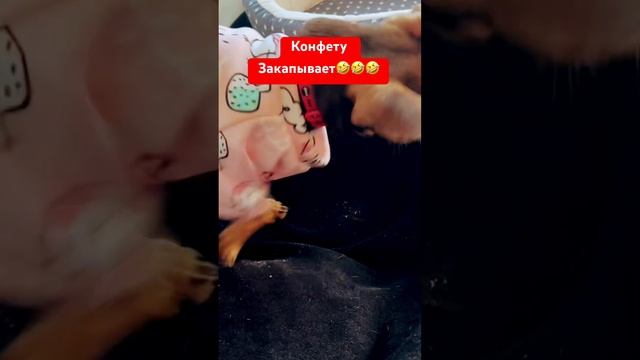Не ест Конфеты #собака #собакаулыбака #chihuahua #топ #животные #прикол #чихуахуа #puppy #собаки