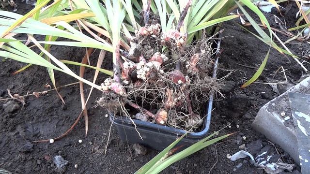 Готовим Гладиолусы к Зиме