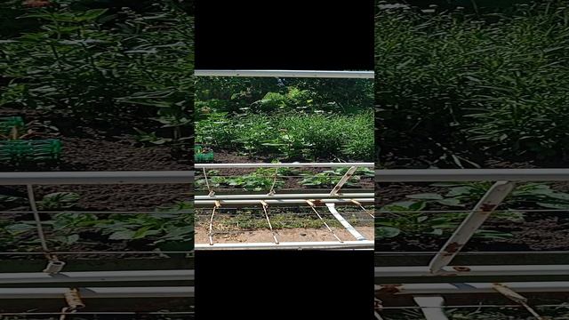 VID_20240628_110827