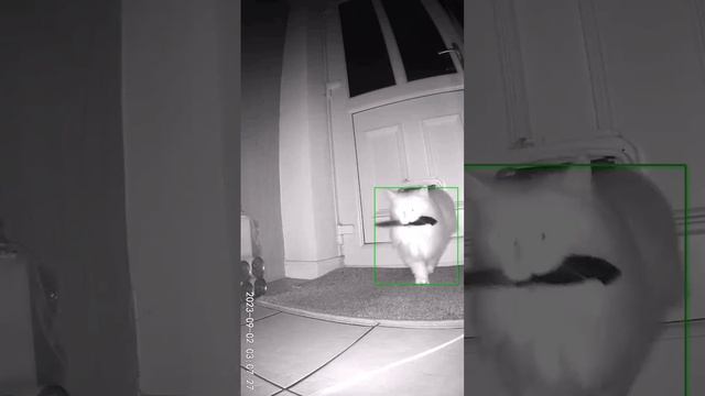 Киллер засветился 😁 🐈