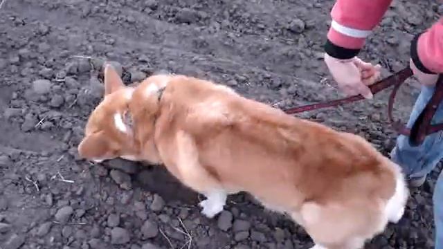 Следовая  16/06/13