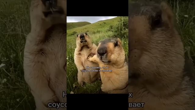 мовиль в пороги