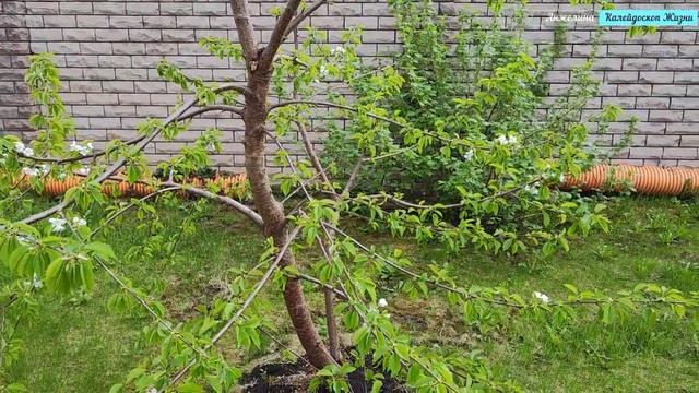 Осим Хаим по-магадански. Юбилей друга. Прогулка по парку Пыхтино. Цветущая весна в Москве.Апрель2024