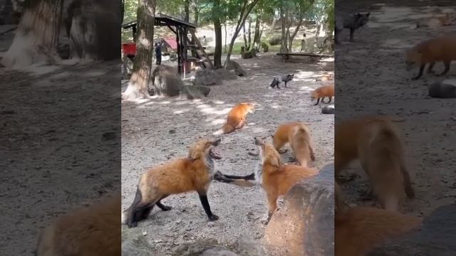 Foxes are talking 🦊