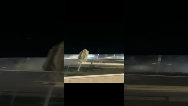 Крокус фитнесс