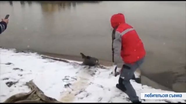 Спасение нерпы на БНГКМ