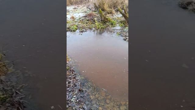 А вот и заморозок!