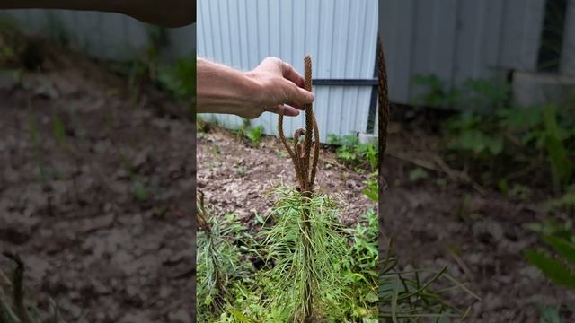 Воткнул обрезки сосны в землю