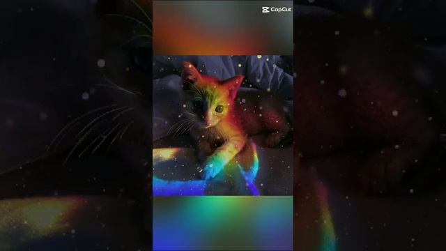 КОТ   МОЕЙ  ПОДРУГИ
🐱