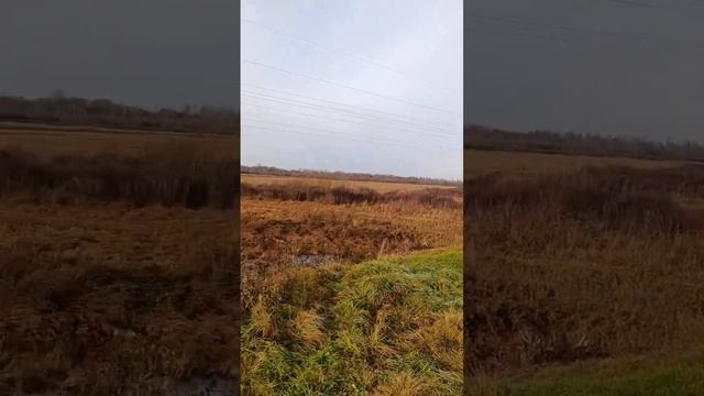 Ещё не все скворцы улетели
