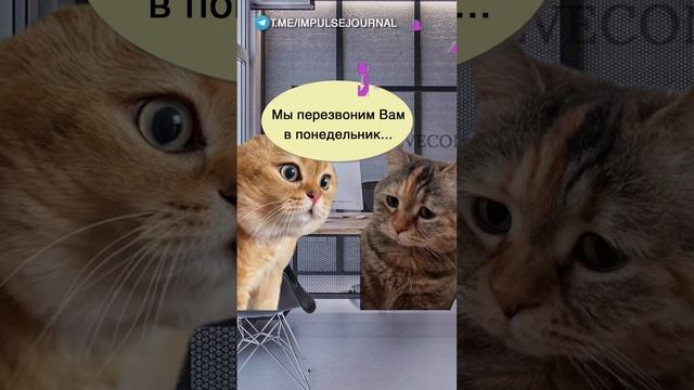 Собеседование #мыкотики #вмем #разговор #анекдот #шутки #кот #юмор #смешное #прикольно #мемы #cat

@