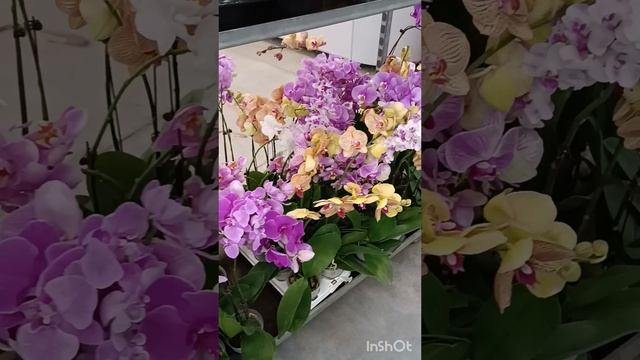 1000206635.mp4