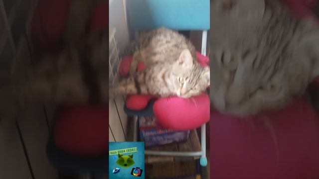 как кошка греет ЛАПКИ
