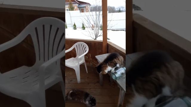 video_2024-11-05_10-58-34