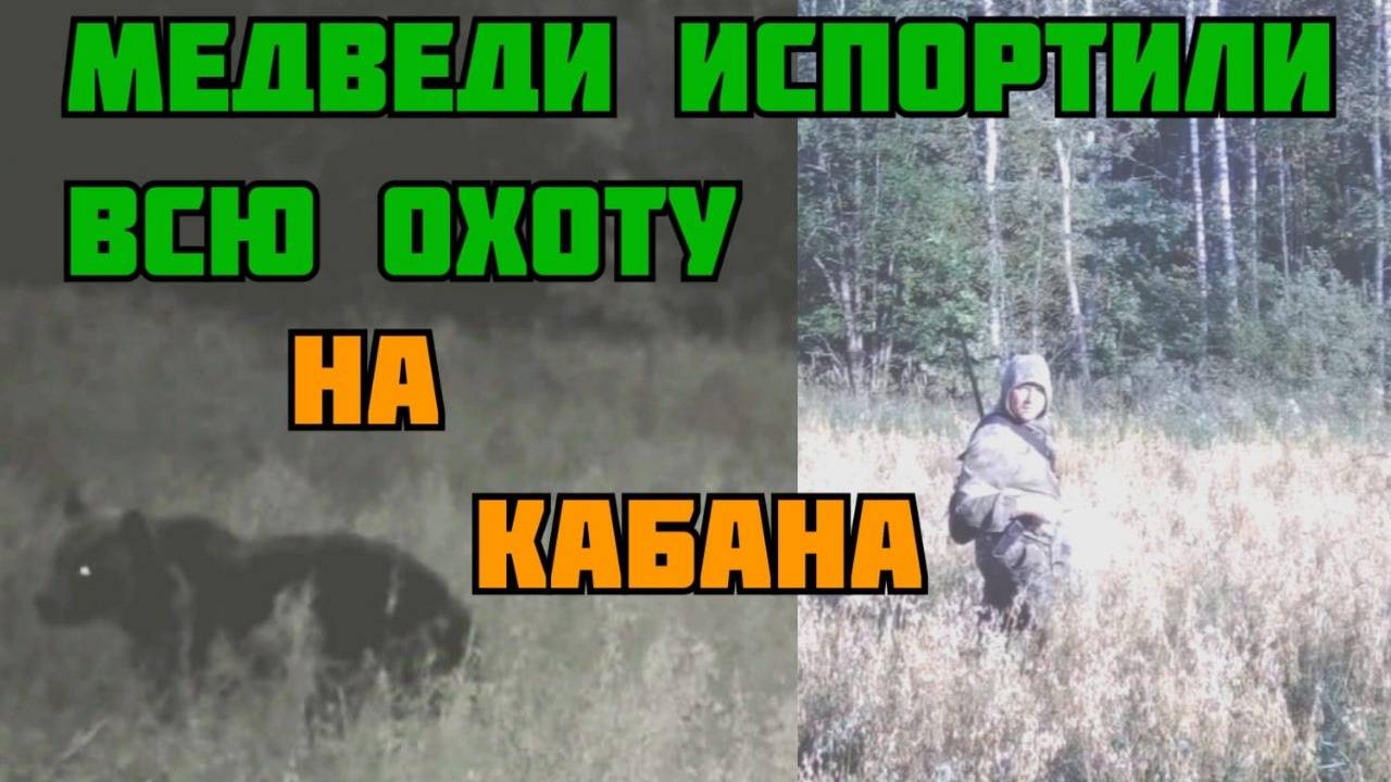 Медведи испортили всю охоту на кабана