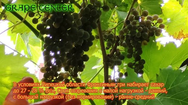 Неукрывной виноград Фронтиньяк гри / grape Frontenac gris. Практика выращивания в Липецкой области