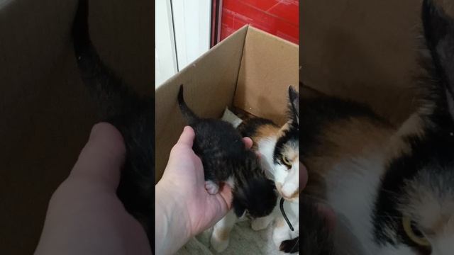 Малышу уже неделька😻🥹💕!!!#кошки#милоевидео#rutube