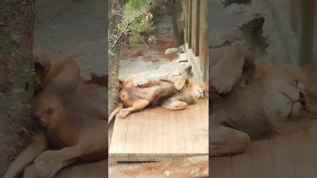 Лев кайфует, сафари парк, Геленджик