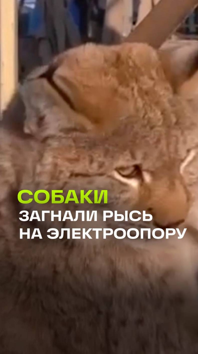 Собаки загнали рысь на электроопору — пришлось вмешаться спасателям