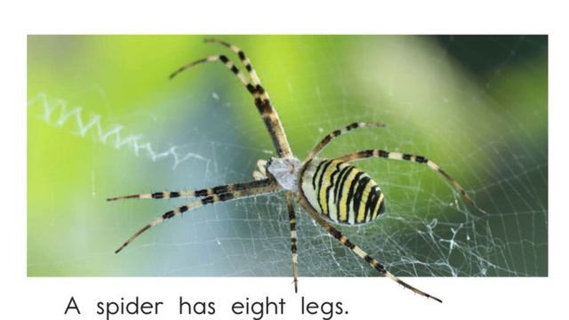 All about spiders