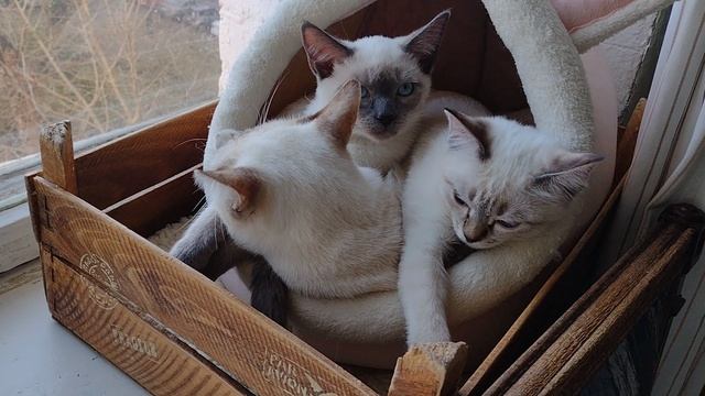 Снимаю котят на память, скоро все разъедутся