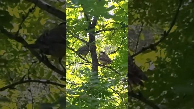 Синица кормит птенцов - Tit feeds chicks #shorts #birds #titmouse