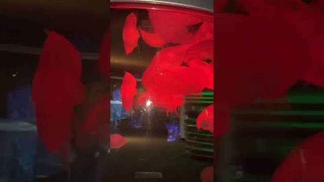 Медуза