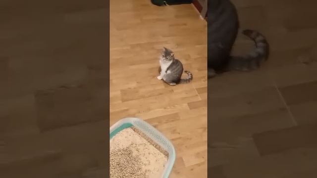 Котиков много не быв... Так, стоп.
