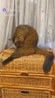 Котик Сомалийский
💪ПОДДЕРЖИ подпиской 💪
#кошки #смешныекоты #смешныевидео #котики #приколы