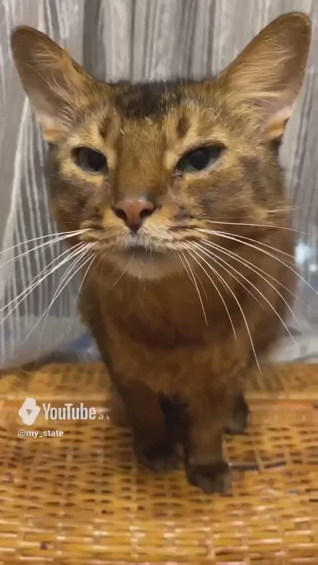 Сомалийский кот #смешныеживотные #коты #кошки #смешныекоты #приколыскотами #смешныевидео #котики