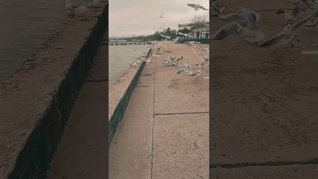 собираю на корм бедным чайкам #lofi #chill #music #lofihiphop