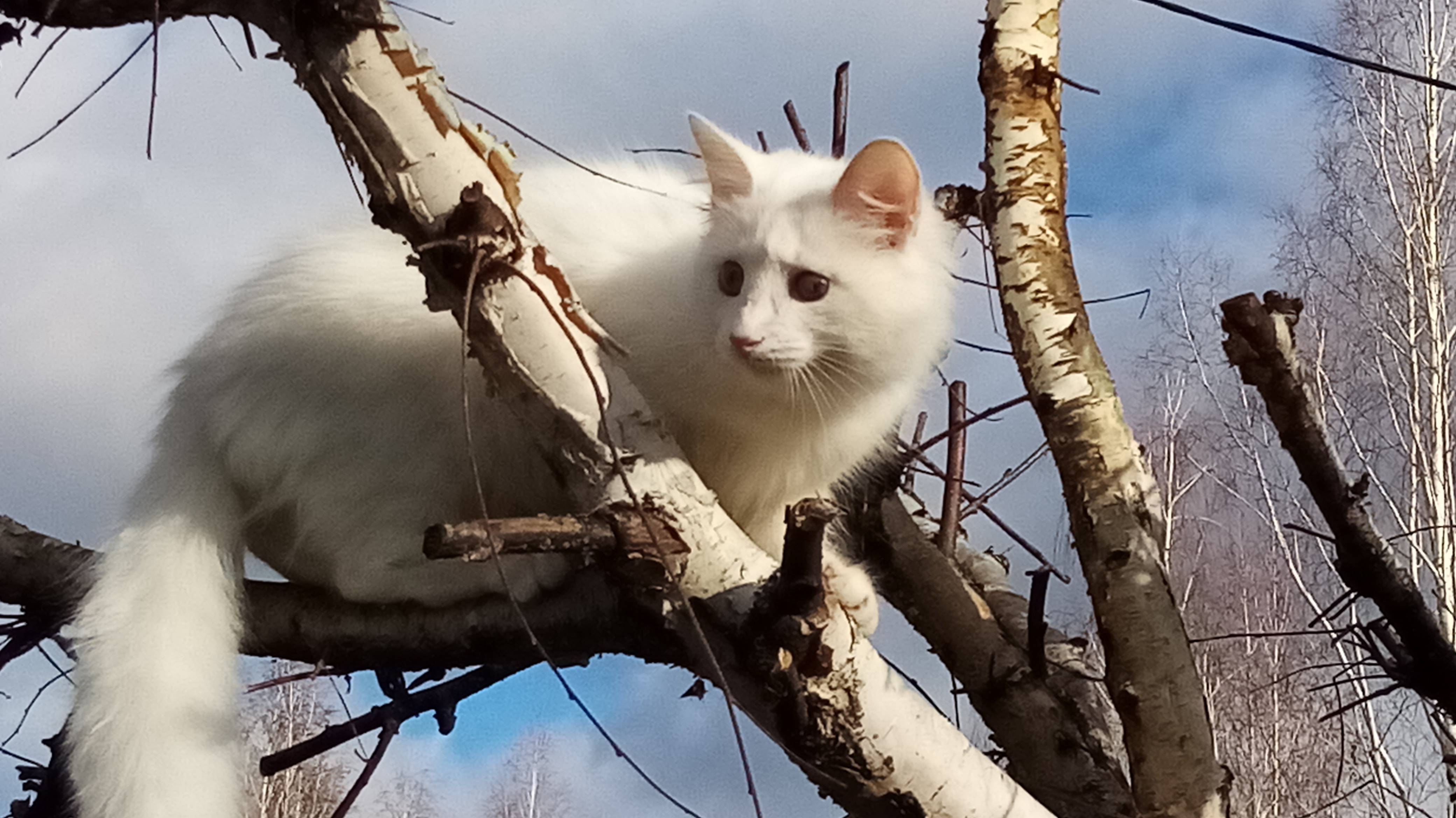 Кошки возвращаются на зиму в приют.
