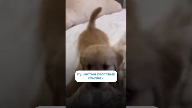 Что будет, если не заниматься воспитанием щенка или собаки?🐕