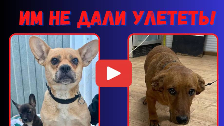 Вылет сорван! Хвостики остались в Якутске...