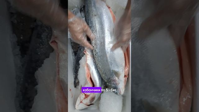 Проверка качества форели! Вялим и Коптим!