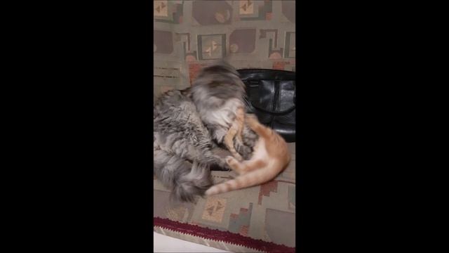 #Кот #Котёнок #Кос и Фокс