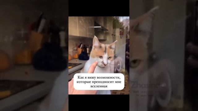 Забавные коты!